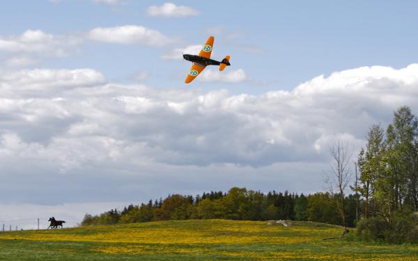 Svensk sommar när den är som bäst...Hästar i en maskrosgul hage & en Klemm på lågan! Foto: Gunnar Åkerberg